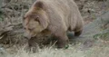 Brown bear close up walking over dry tree trunks 4k or 4k+ Resolution
