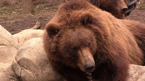 Brown bear up close in the zoo Stock Footage 87319250