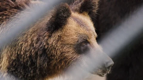 Brown bear closeup Video stock 79868449
