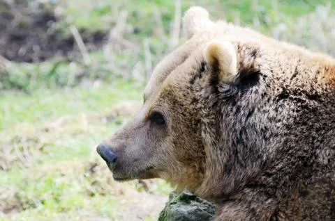 Brown bear closeup Stock Photos