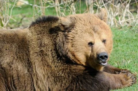 Brown bear closeup Stock Photos