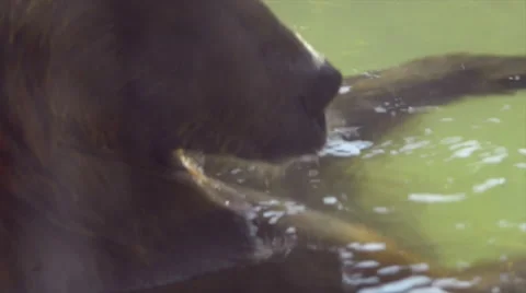 Brown Bear Cooling Off in Water Stock Footage 47447089