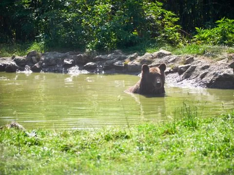 Brown bear that cools in the water Foto stock