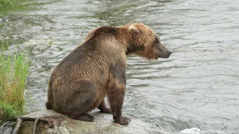 Brown Bear coughing &amp; looking for fish in rain at Brooks River - Slow Motion 動画素材 221282503