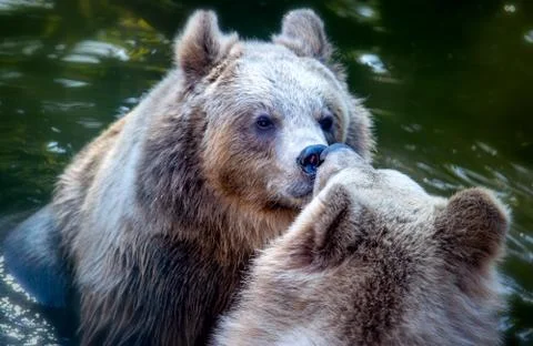 Brown bear couple being affectionate to each other Stock Photos