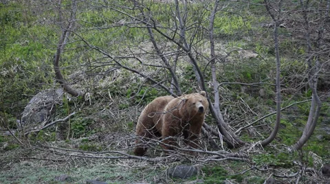 Brown bear. Courtship. Marking. Vídeos de archivo 32454773