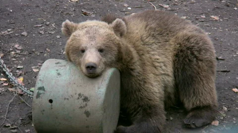 Brown Bear cub 4 스톡 동영상 539986