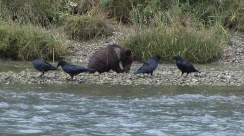 BROWN BEAR CUB AND CROWS Video stock 32541709