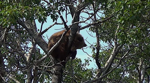 Brown Bear Cub in Aspen Tree Stock Footage 51149758