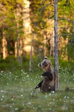 Brown bear cub chewing dry snag branch Stock Photos