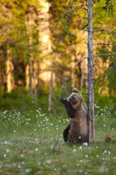 Brown bear cub chewing dry snag branch Stock Photos