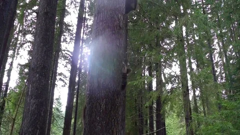 Brown bear cub  climbing in the tree Vídeos de archivo 78541347