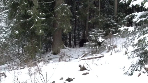 Brown bear cub  climbing in the tree Vídeos de archivo 78544497