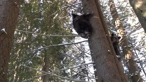 Brown bear cub  climbing in the tree Vídeos de archivo 78545660