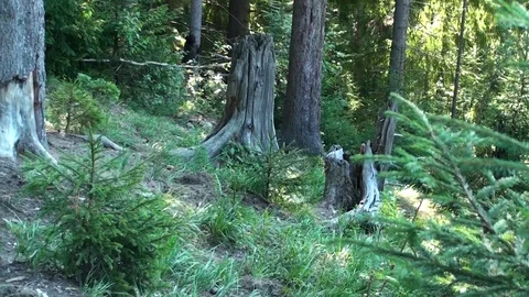 Brown bear cub  climbing in the tree Vídeos de archivo 78550264