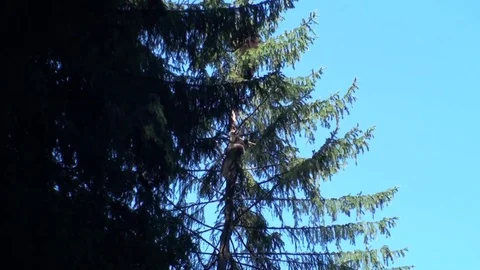 Brown bear cub  climbing in the tree Vídeos de archivo 78551823