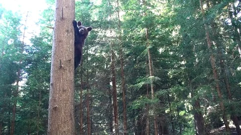Brown bear cub  climbing in the tree Vídeos de archivo 78551935