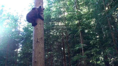 Brown bear cub  climbing in the tree Vídeos de archivo 78552126
