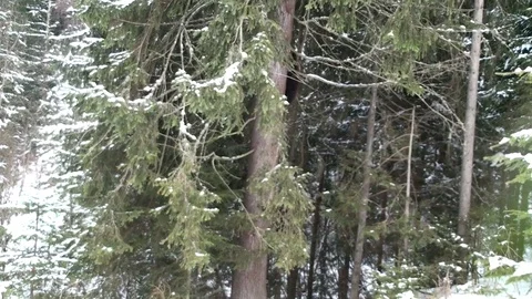 Brown bear cub  climbing in the tree Vídeos de archivo 78606851