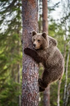 Brown bear cub climbs a pine tree. Natural habitat. Summer forest. Scientific Stock Photos