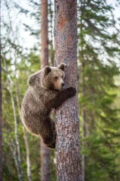 Brown bear cub climbs a pine tree. Natural habitat. Summer forest. Scientific Stock Photos