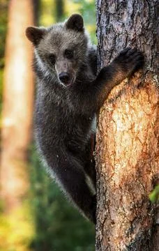 Brown bear cub climbs a tree. Scientific name: Ursus Arctos Arctos. Natural h Stock Photos
