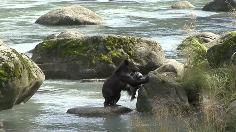 BROWN BEAR CUB DROPS BIG FISH Video stock 66687366