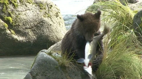 BROWN BEAR CUB DROPS SALMON. 库存影片 19031148