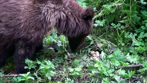 Brown bear cub eating eggs Vídeos de archivo 78552076