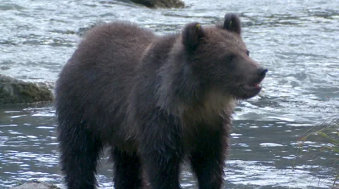 Brown Bear Cub Stock Footage 38944874
