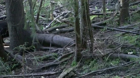 Brown bear cub Vídeos de archivo 78551510