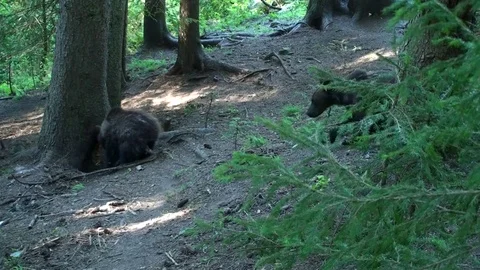 Brown bear cub Vídeos de archivo 78551871