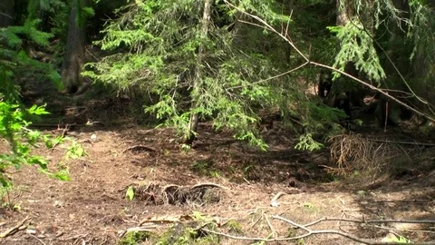 Brown bear cub Vídeos de archivo 78551944