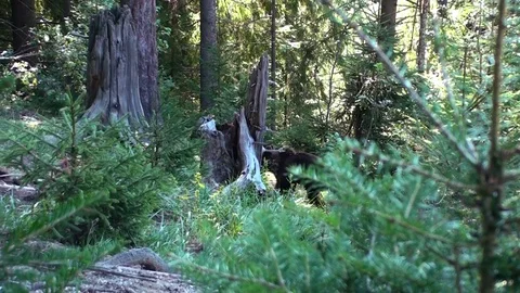 Brown bear  cub Vídeos de archivo 78552068