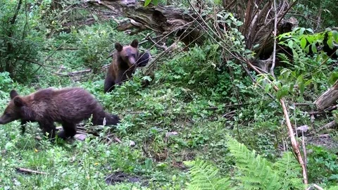 Brown bear cub Vídeos de archivo 78552072