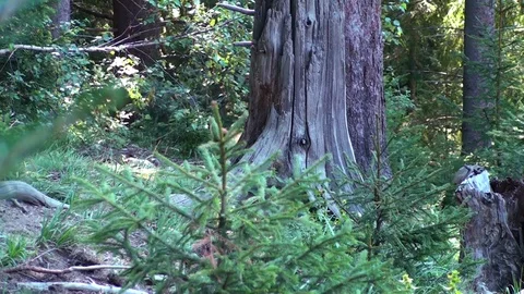 Brown bear cub Vídeos de archivo 78552078
