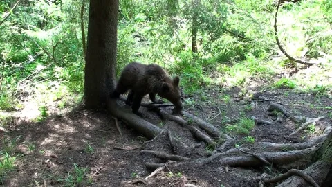 Brown bear cub Vídeos de archivo 78552084
