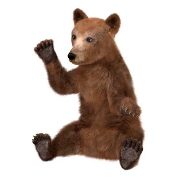 Brown Bear Cub Illustrazione stock