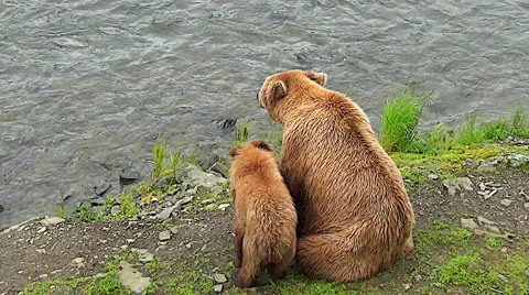 Brown Bear Cub Licking His Mom to Try to Get her Attention Stock Footage 50687766
