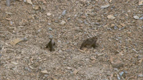 Brown Bear Cub Mountainside Stock Footage 37411173