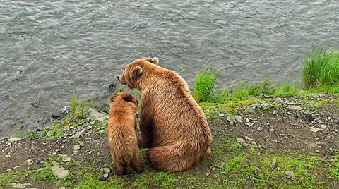Brown Bear Cub Moves Up Close to his Mother on Riverbank Stock Footage 50690912