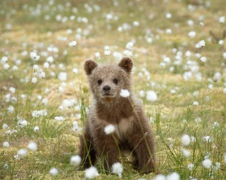Brown bear cub observes its surroundings while sitting on a bog Foto stock