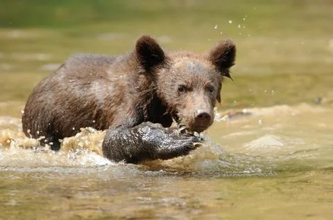 Brown bear cub Foto stock