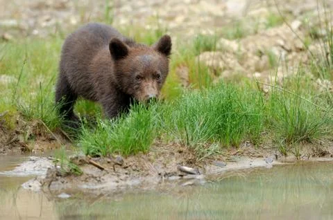 Brown bear cub 写真素材
