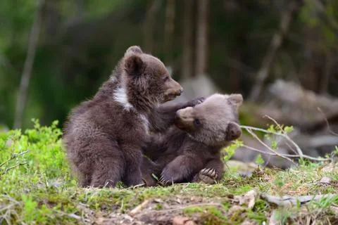 Brown bear cub Fotos de archivo