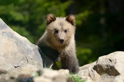 Brown bear cub 写真素材