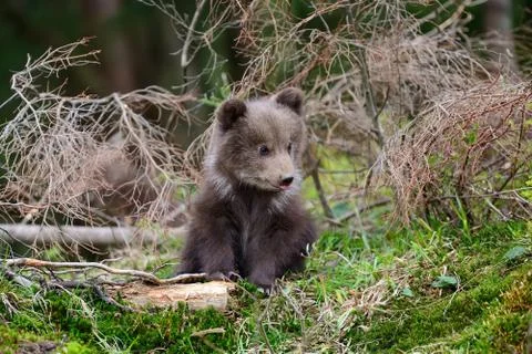 Brown bear cub Foto stock