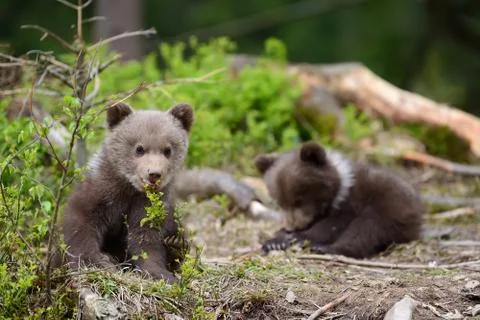 Brown bear cub Fotos Stock