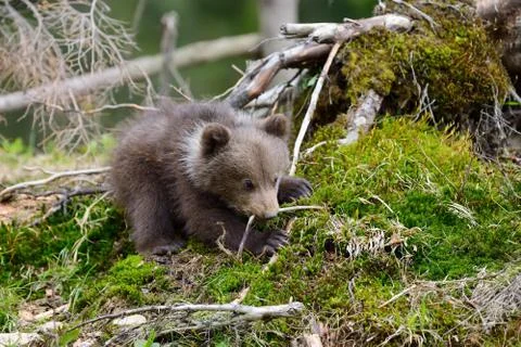 Brown bear cub 写真素材