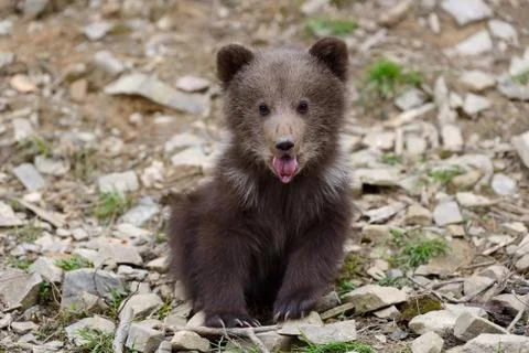 Brown bear cub Stock Photos